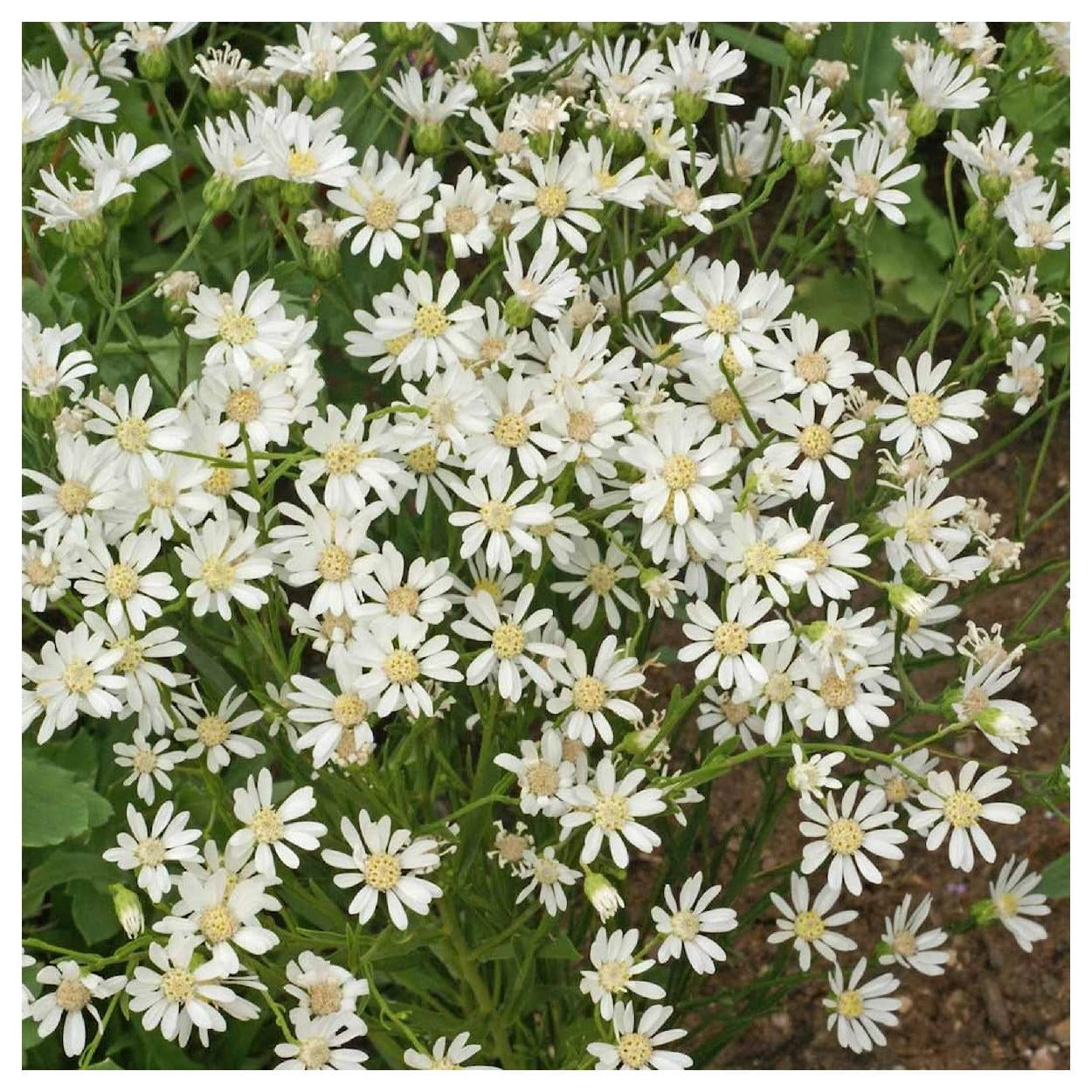 Everwilde Farms - 1/4 lb White Upland Aster Native Wildflower Seeds - Gold Vault Bulk Seed Packet