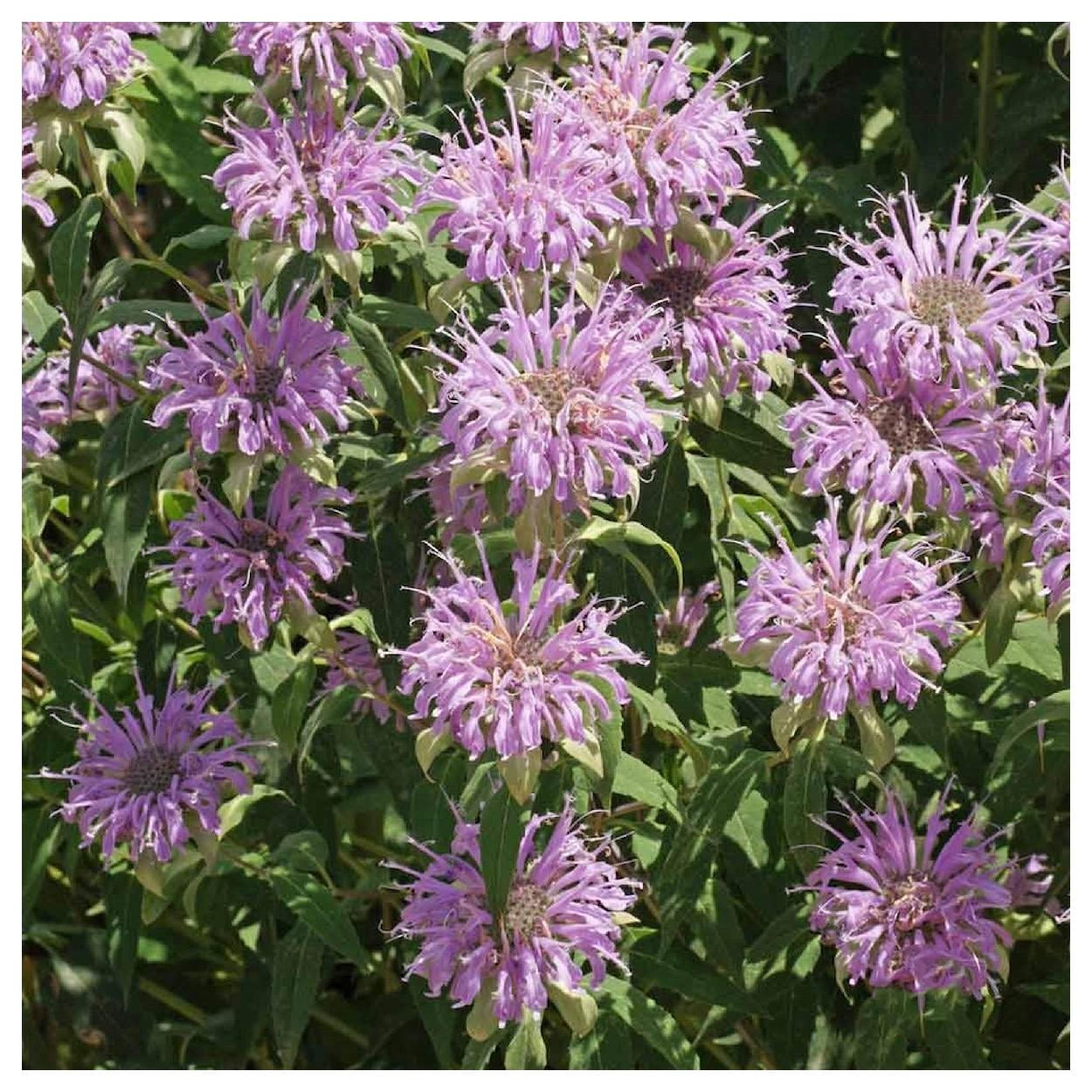 Everwilde Farms - 1/4 lb Wild Bergamot Native Wildflower Seeds - Gold Vault Bulk Seed Packet