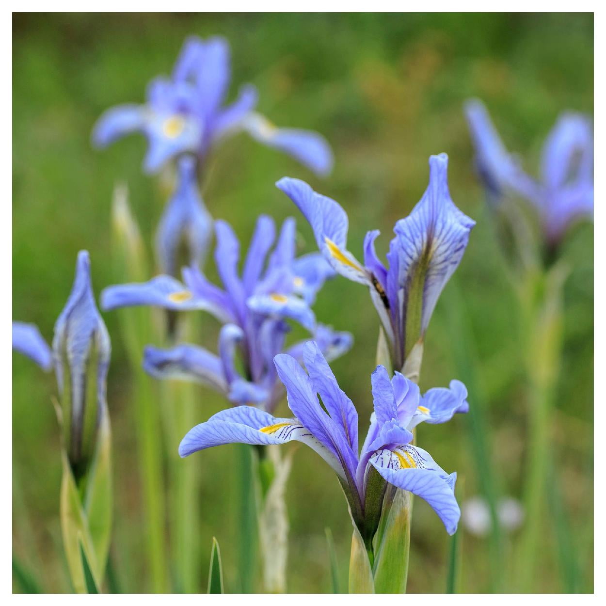 Everwilde Farms - 1/4 lb Wild Blue Iris Native Wildflower Seeds - Gold Vault Bulk Seed Packet