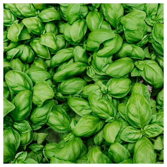 Everwilde Farms - 1 Lb Italian Large Leaf Basil Herb Seeds - Gold Vault Bulk Seed Packet