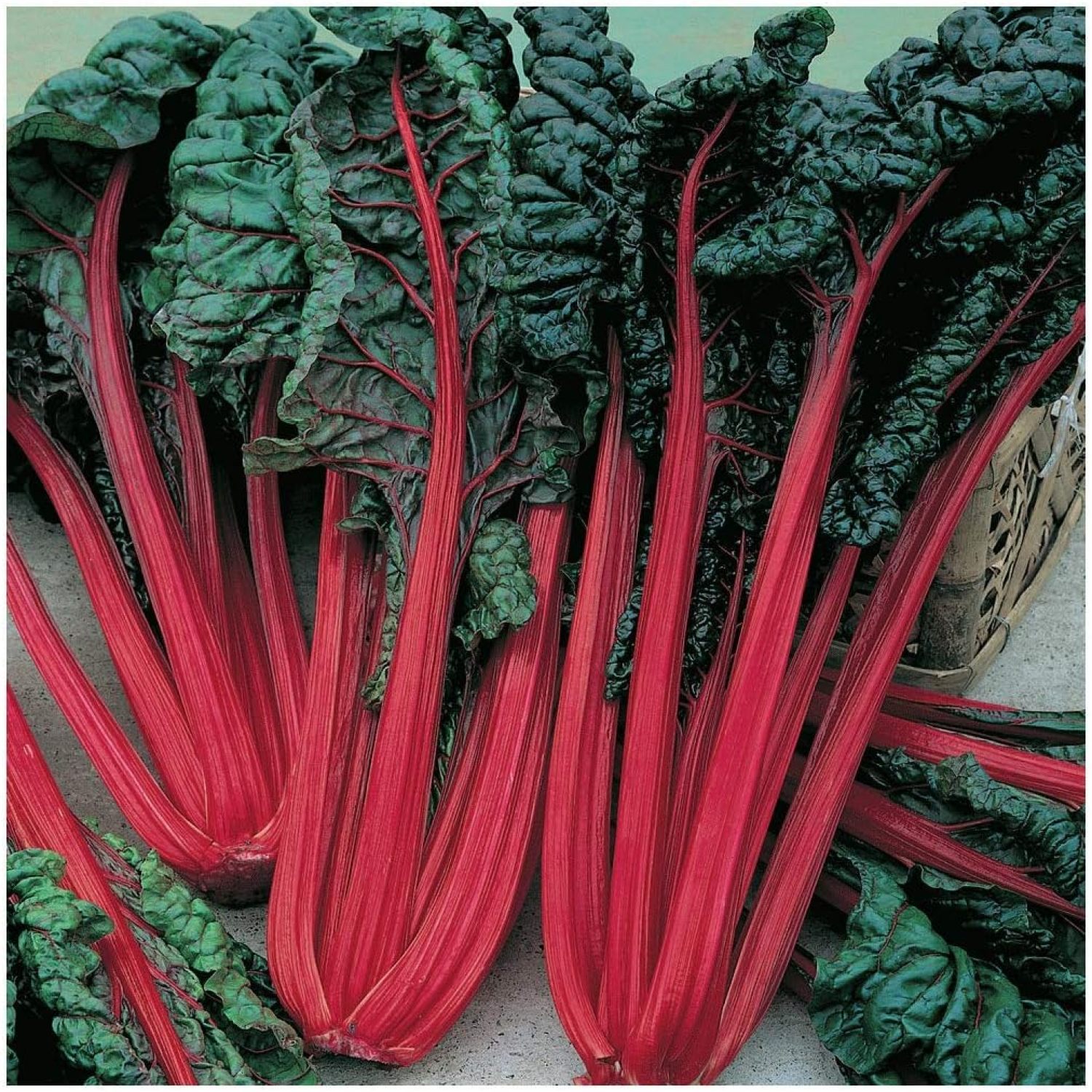 Everwilde Farms 1 Lb Ruby Red Swiss Chard Seeds Gold Vault
