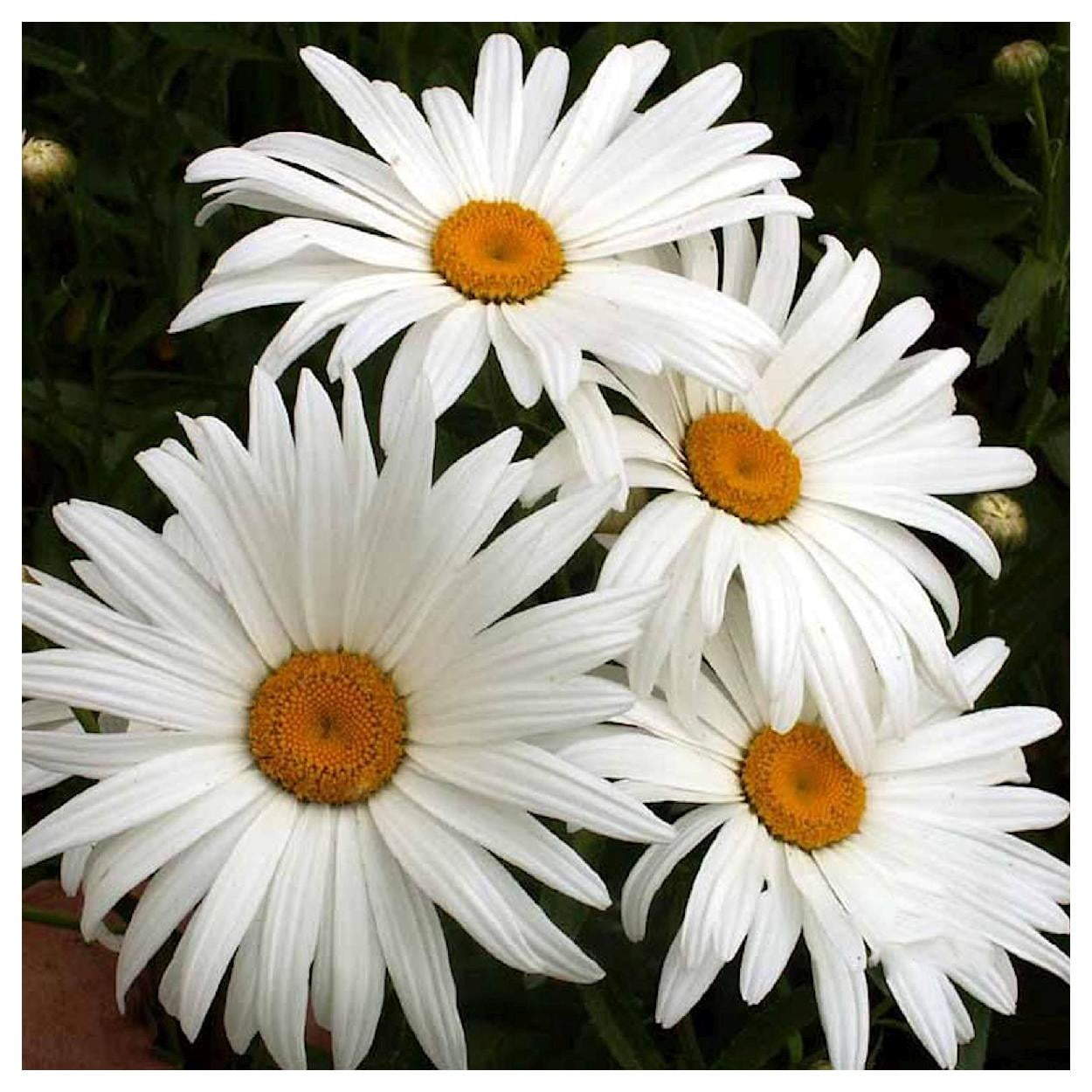 Everwilde Farms - 1 lb Alaska Shasta Daisy Garden Flower Seeds - Gold Vault Bulk Seed Packet