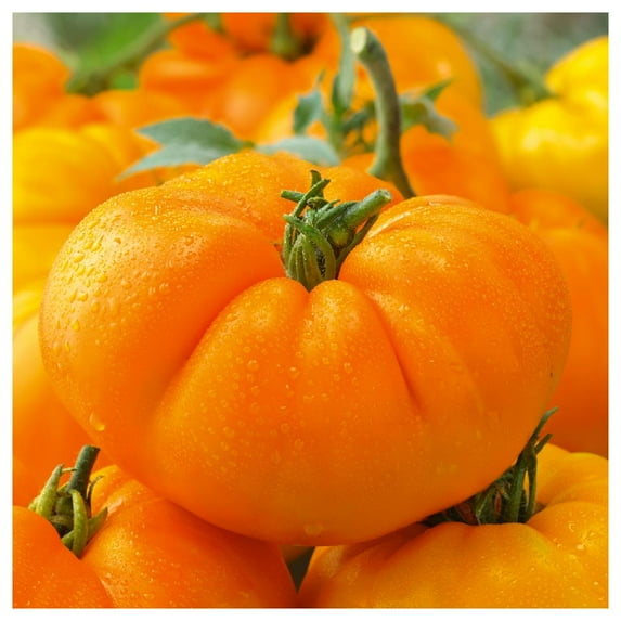 Everwilde Farms - 1 lb Amana Orange Heirloom Tomato Seeds - Gold Vault Bulk Seed Packet