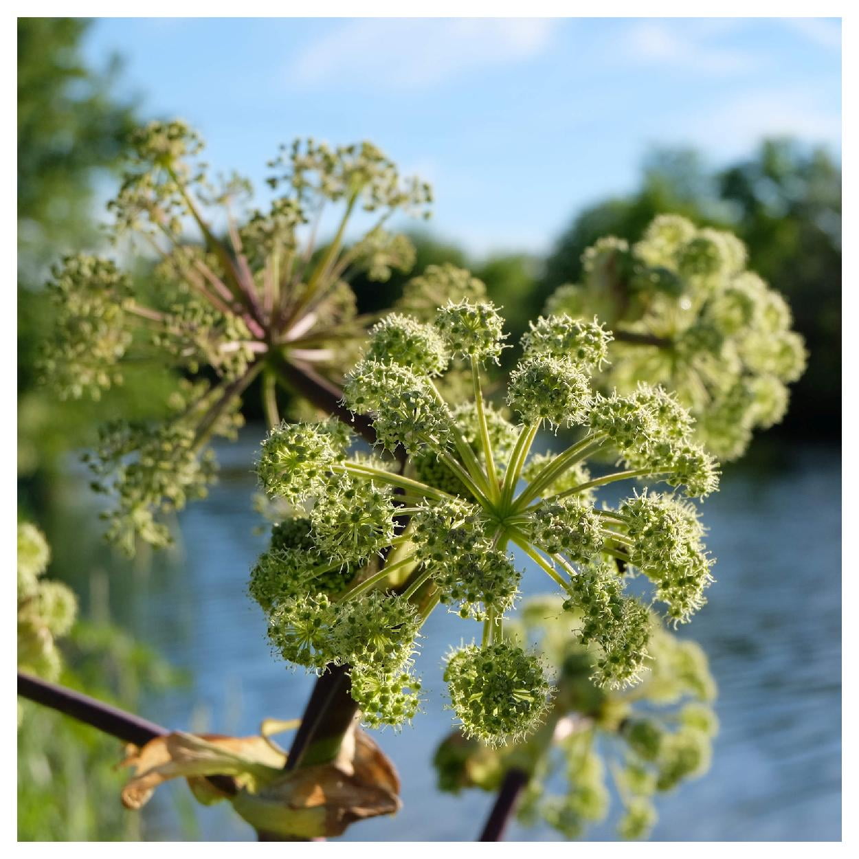 Everwilde Farms - 1 lb Angelica Native Wildflower Seeds - Gold Vault Bulk Seed Packet