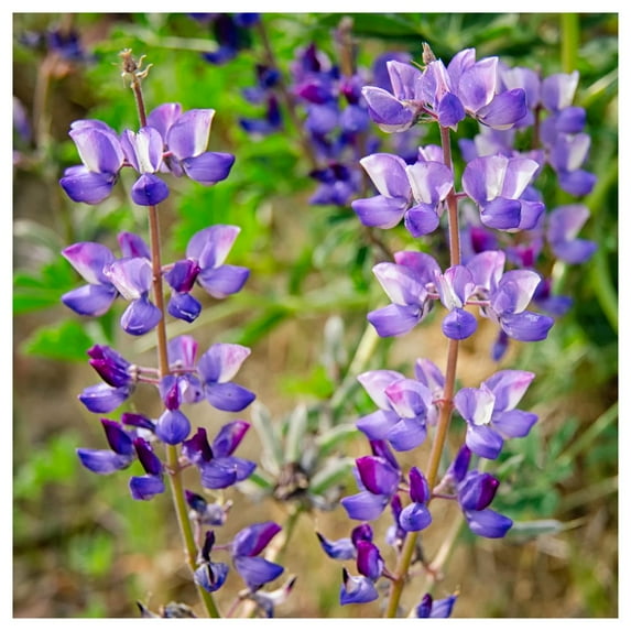 Everwilde Farms - 1 lb Arroyo Lupine Native Wildflower Seeds - Gold Vault Bulk Seed Packet