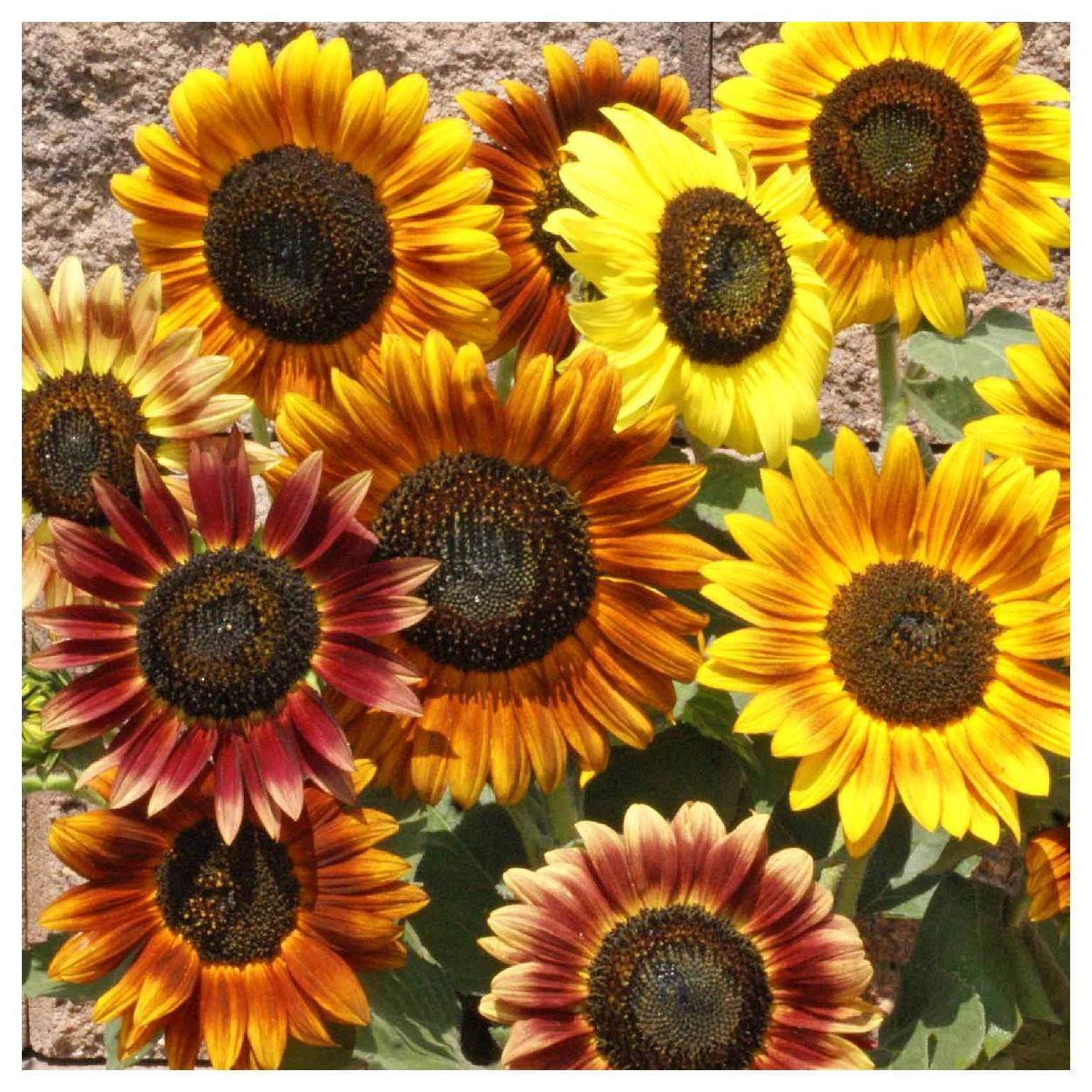 Everwilde Farms - 1 lb Autumn Beauty Sunflower Garden Flower Seeds - Gold Vault Bulk Seed Packet