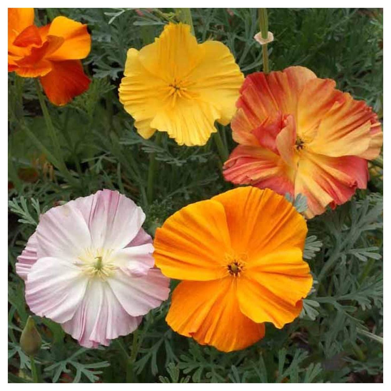 Everwilde Farms - 1 lb Ballerina Mixed California Poppy Garden Flower Seeds - Gold Vault Bulk Seed Packet
