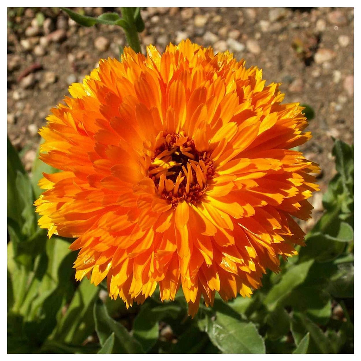 Everwilde Farms - 1 lb Balls Orange Calendula Garden Flower Seeds - Gold Vault Bulk Seed Packet