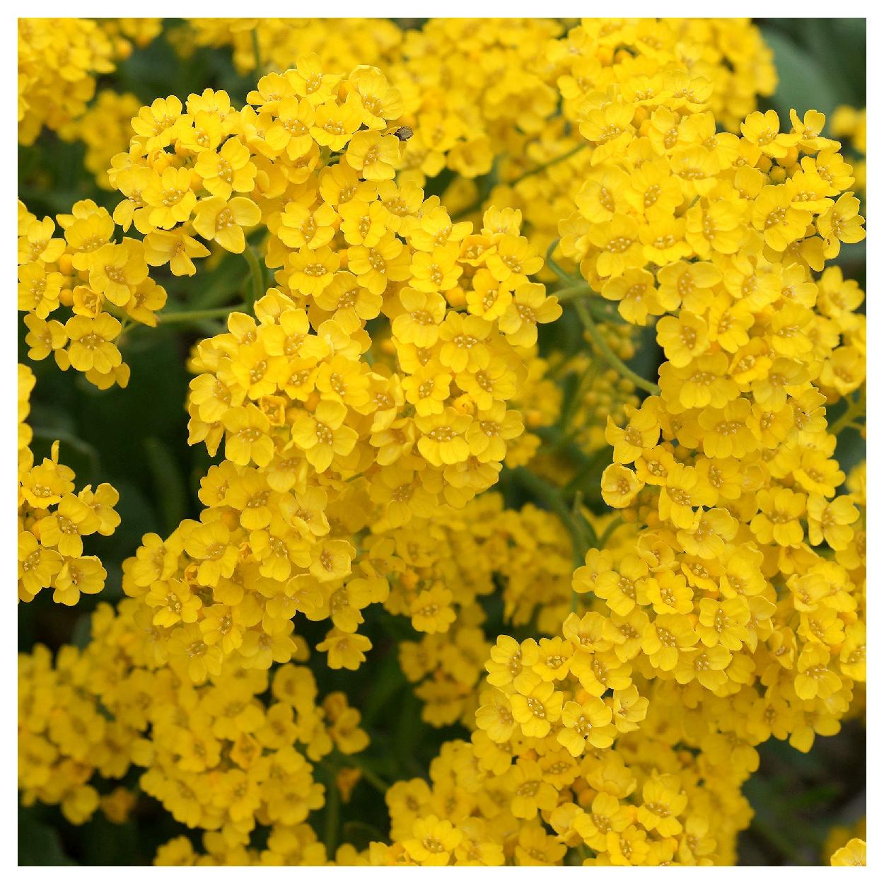 Everwilde Farms - 1 lb Basket of Gold Garden Flower Seeds - Gold Vault Bulk Seed Packet
