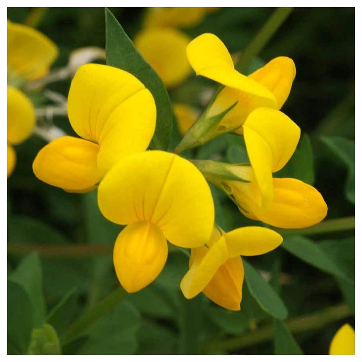 Everwilde Farms - 1 lb Birds Foot Trefoil Garden Flower Seeds - Gold Vault Bulk Seed Packet
