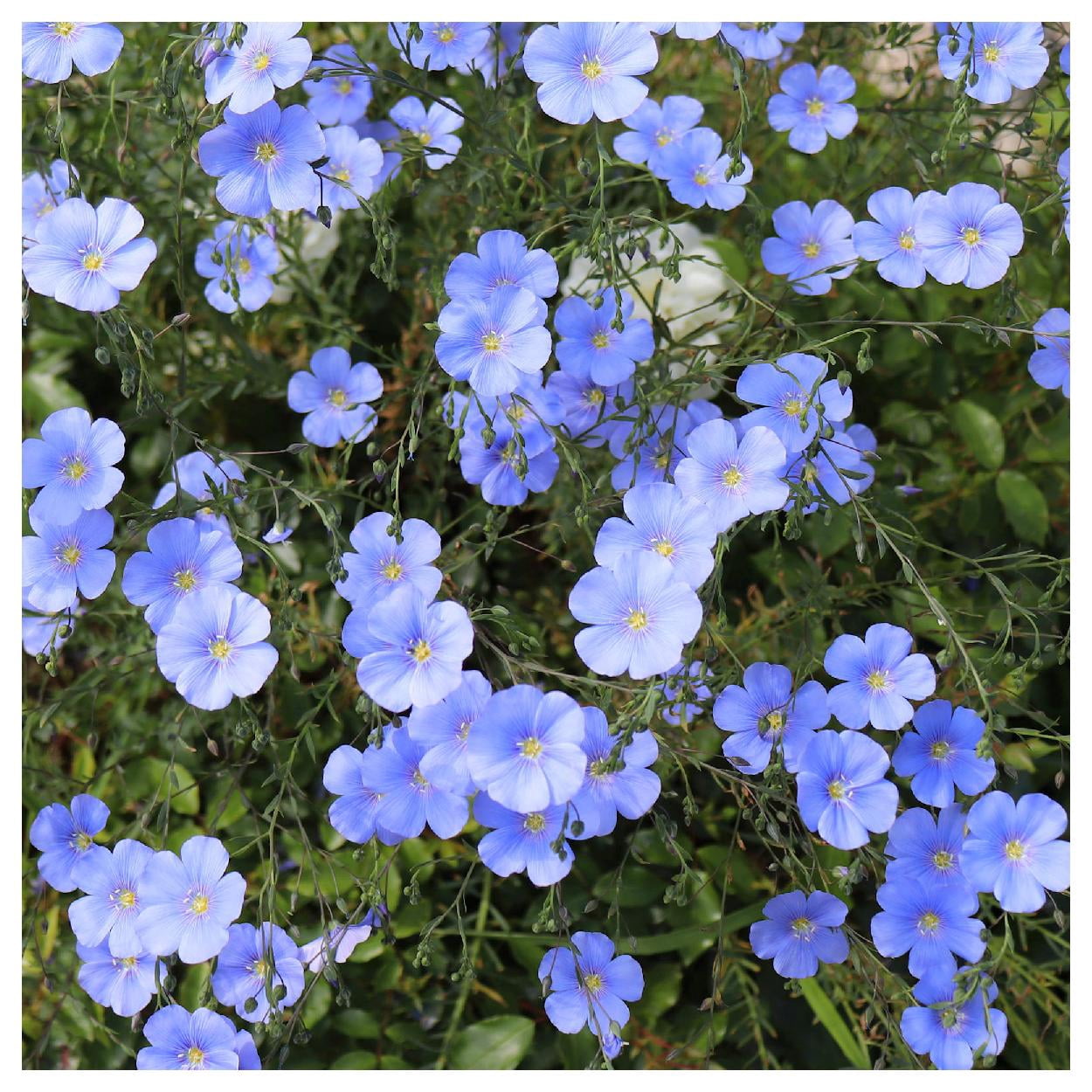 Everwilde Farms - 1 lb Blue Flax Garden Flower Seeds - Gold Vault Bulk Seed Packet