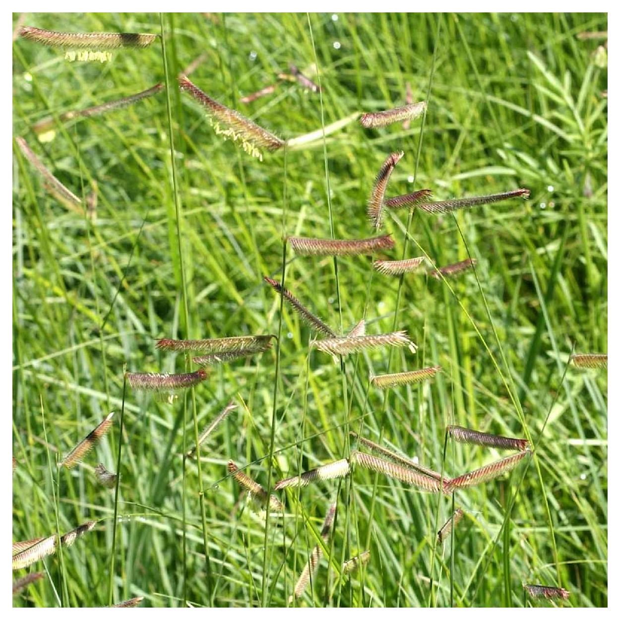 Everwilde Farms - 1 lb Blue Grama Native Grass Seeds - Gold Vault Bulk Seed Packet