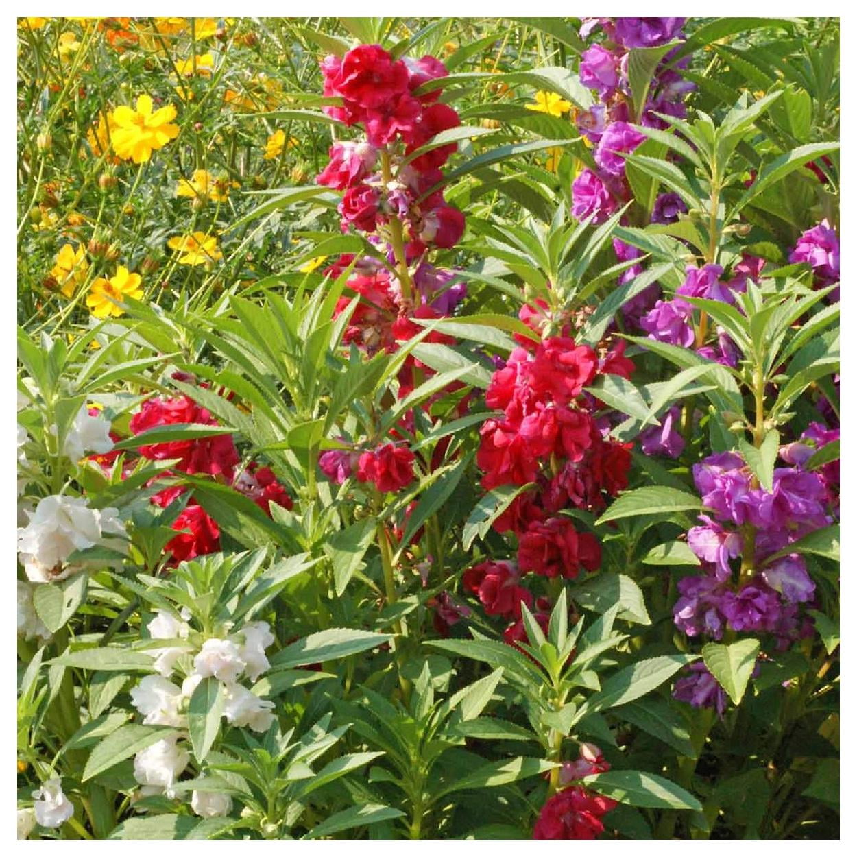 Everwilde Farms - 1 lb Camilia Flowered Mixed Balsam Garden Flower Seeds - Gold Vault Bulk Seed Packet