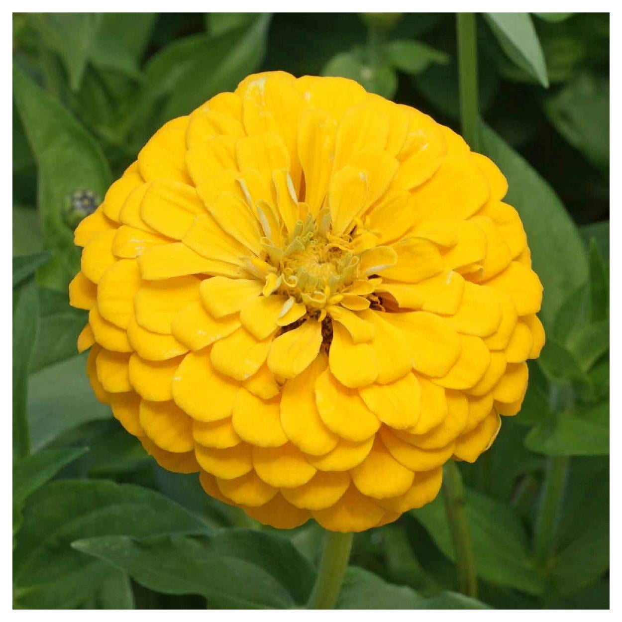 Everwilde Farms - 1 lb Canary Bird Zinnia Garden Flower Seeds - Gold Vault Bulk Seed Packet