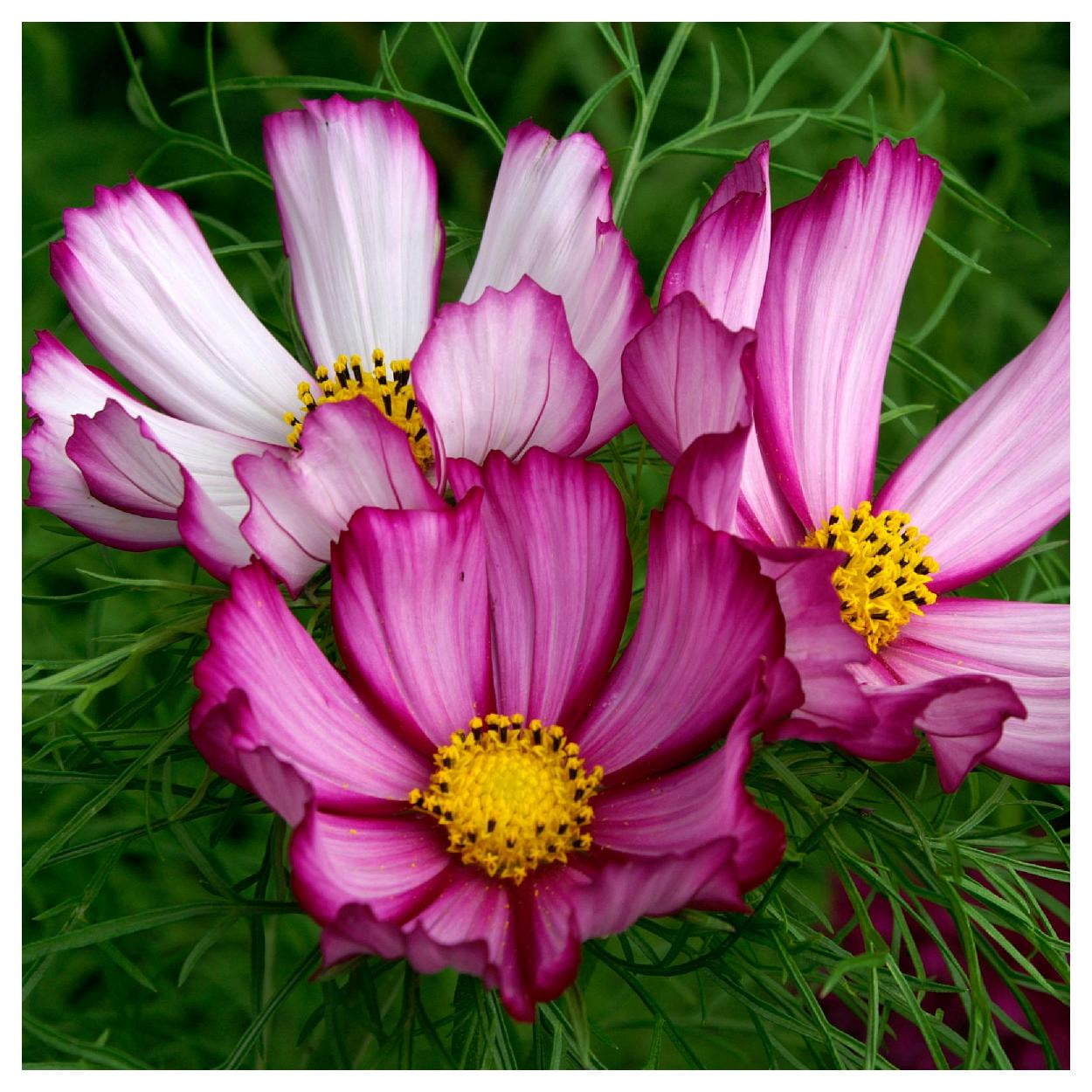 Everwilde Farms - 1 lb Candystripe Cosmos Garden Flower Seeds - Gold Vault Bulk Seed Packet