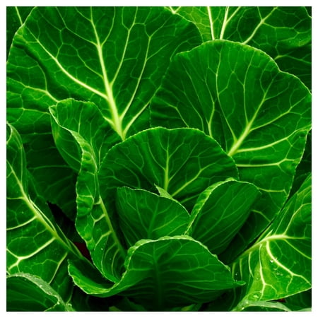 Everwilde Farms - 1 lb Champion Collard Seeds - Gold Vault Bulk Seed Packet