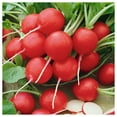 thumbnail image 1 of Everwilde Farms - 1 lb Cherry Belle Radish Seeds - Gold Vault Bulk Seed Packet, 1 of 3