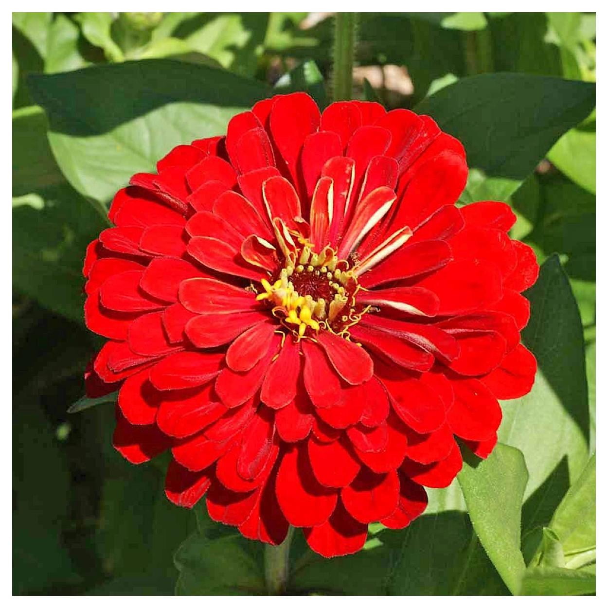 Everwilde Farms - 1 lb Cherry Queen Zinnia Garden Flower Seeds - Gold Vault Bulk Seed Packet