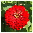 thumbnail image 1 of Everwilde Farms - 1 lb Cherry Queen Zinnia Garden Flower Seeds - Gold Vault Bulk Seed Packet, 1 of 3