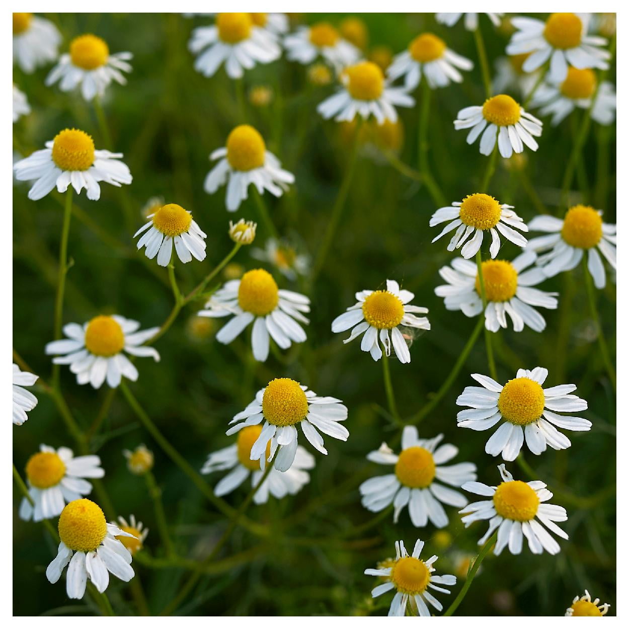 Everwilde Farms - 1 lb Common German Chamomile Herb Seeds - Gold Vault Bulk Seed Packet