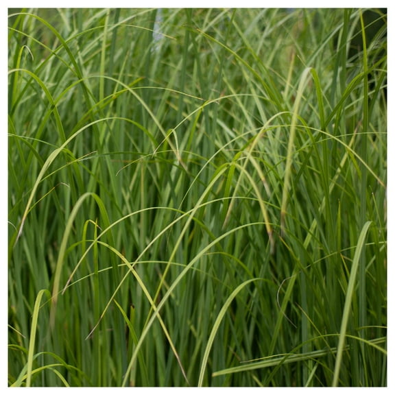Everwilde Farms - 1 lb Cord Grass Native Grass Seeds - Gold Vault Bulk Seed Packet