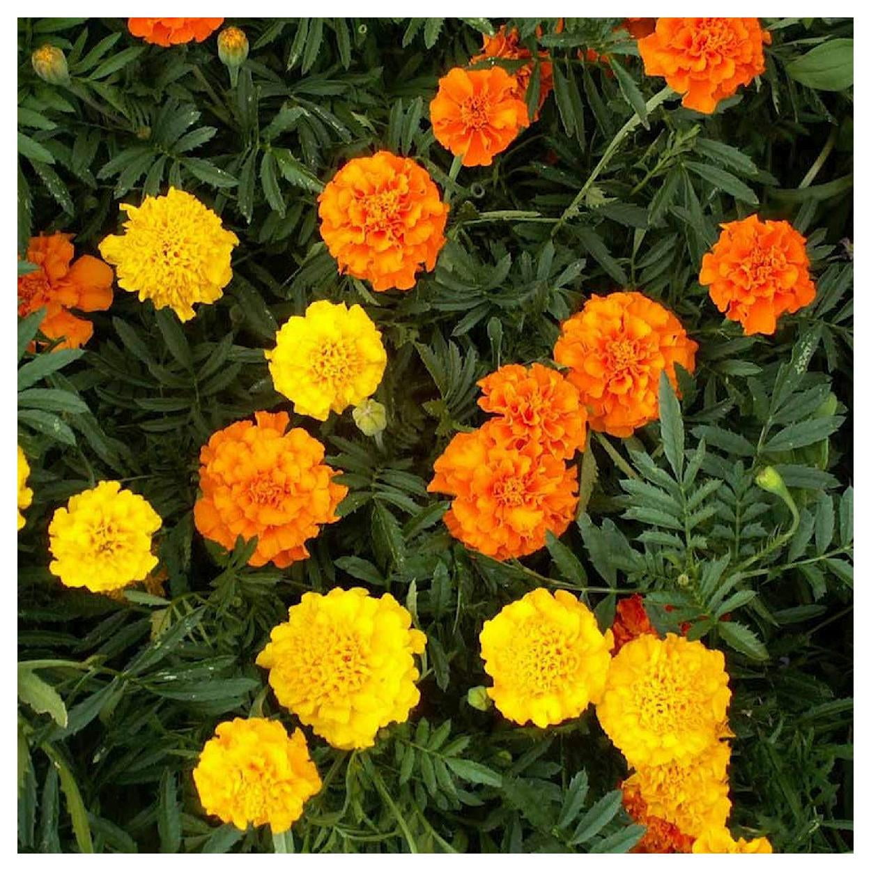 Everwilde Farms - 1 lb Crackerjack African Marigold Garden Flower Seeds - Gold Vault Bulk Seed Packet