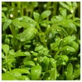 thumbnail image 1 of Everwilde Farms - 1 lb Curled Cress Herb Seeds - Gold Vault Bulk Seed Packet, 1 of 2