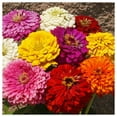 thumbnail image 1 of Everwilde Farms - 1 lb Dahlia Flowered Mixed Zinnia Garden Flower Seeds - Gold Vault Bulk Seed Packet, 1 of 3