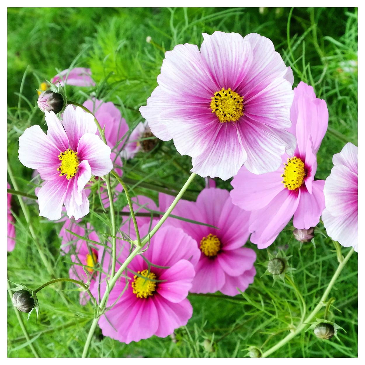 Everwilde Farms - 1 lb Daydream Cosmos Garden Flower Seeds - Gold Vault Bulk Seed Packet