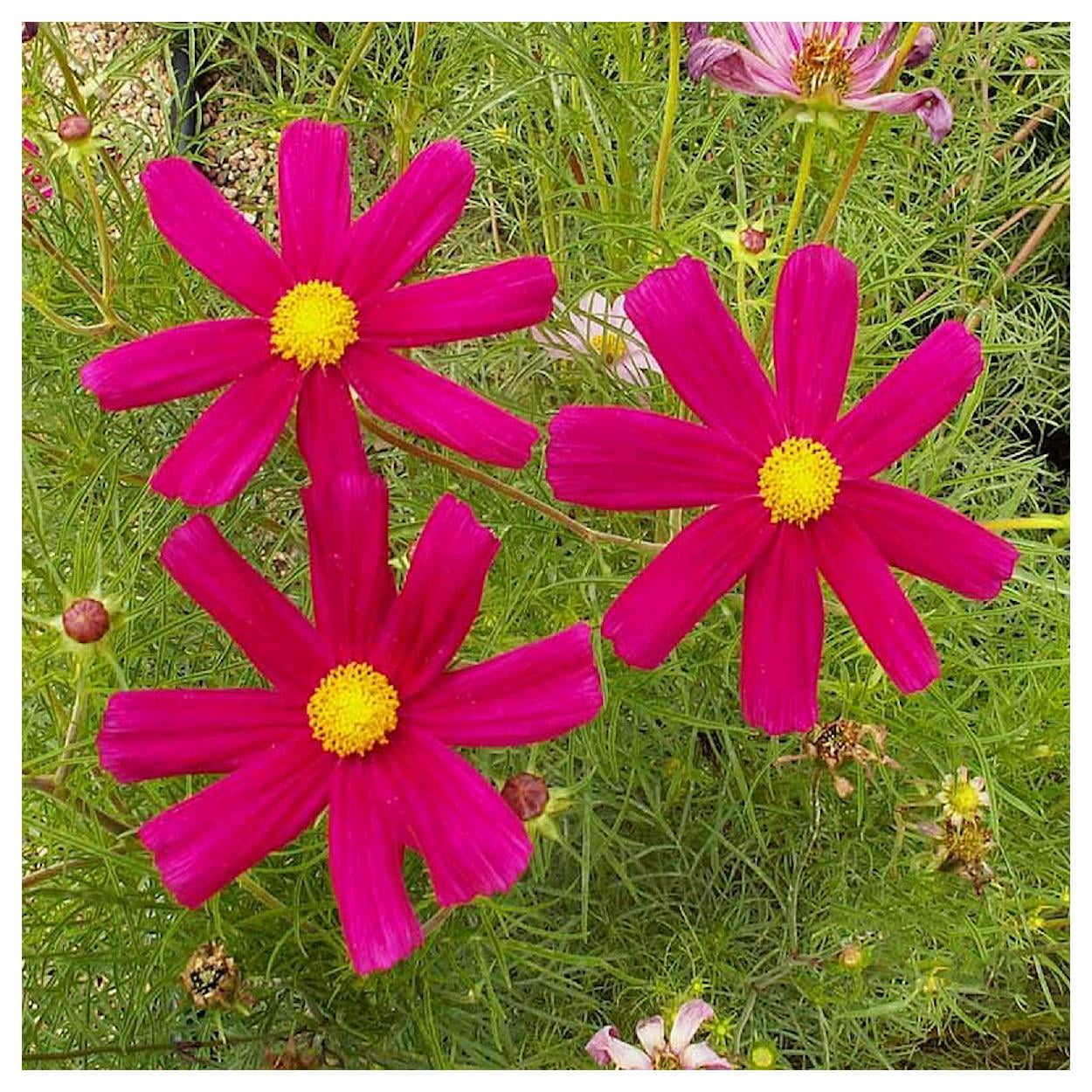 Everwilde Farms - 1 lb Dazzler Cosmos Garden Flower Seeds - Gold Vault Bulk Seed Packet