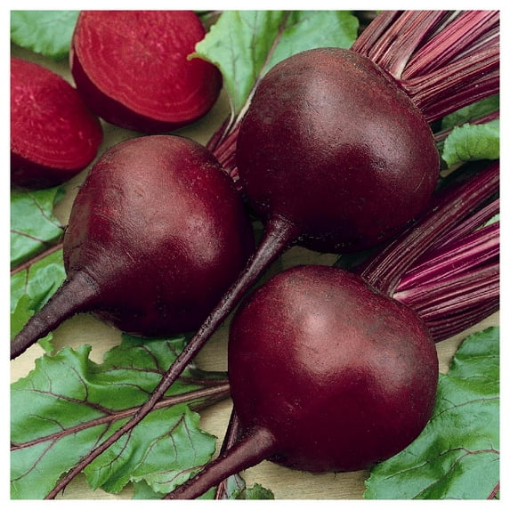 Everwilde Farms - 1 lb Detroit Dark Red Beet Seeds - Gold Vault Bulk Seed Packet