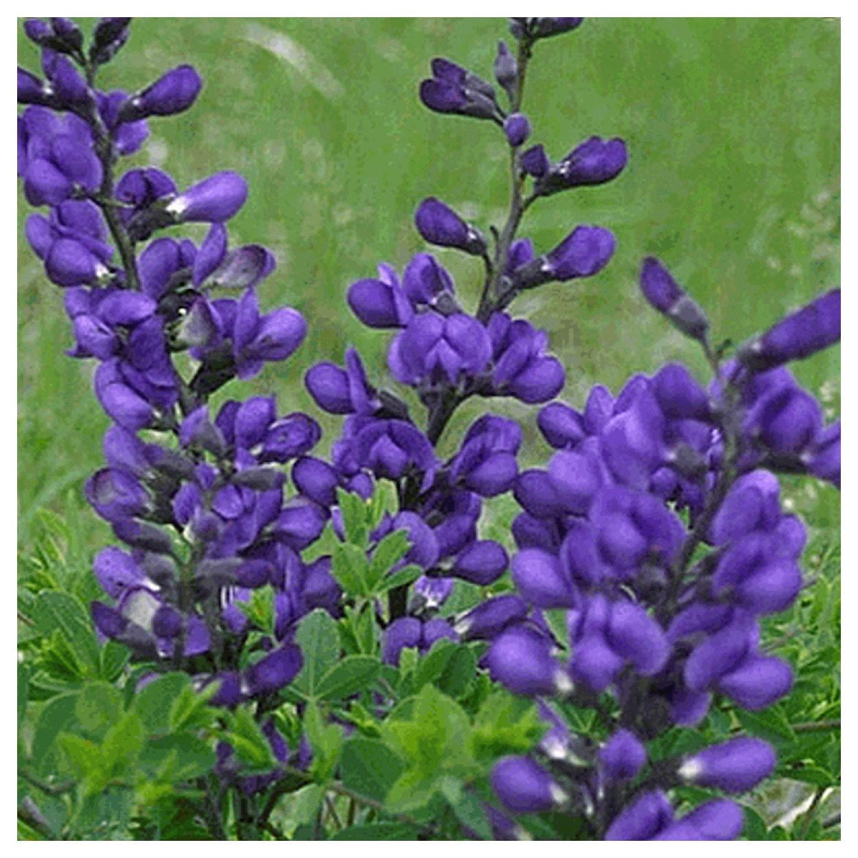 Everwilde Farms - 1 lb Dwarf Blue Indigo Native Wildflower Seeds - Gold Vault Bulk Seed Packet