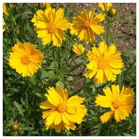 Everwilde Farms - 1 lb Dwarf Lance Leaved Coreopsis Native Wildflower Seeds - Gold Vault Bulk Seed Packet