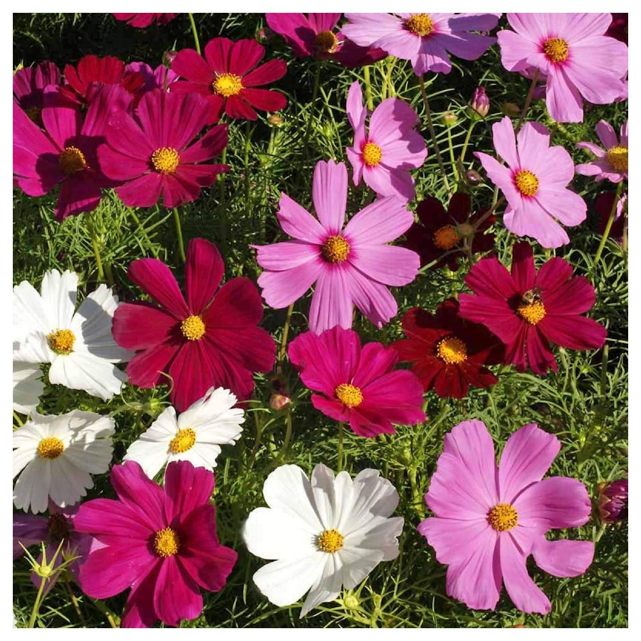 Everwilde Farms - 1 lb Dwarf Mixed Cosmos Garden Flower Seeds - Gold Vault Bulk Seed Packet