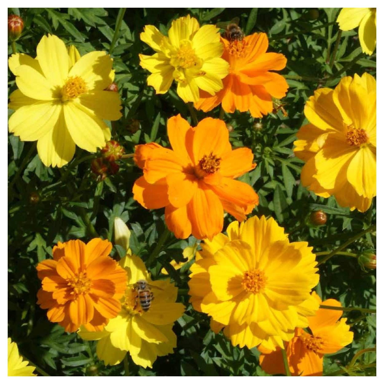 Everwilde Farms - 1 lb Dwarf Mixed Sulphur Cosmos Garden Flower Seeds - Gold Vault Bulk Seed Packet