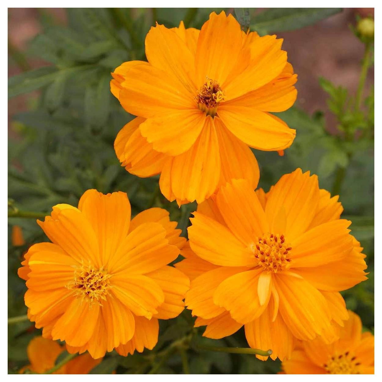 Everwilde Farms - 1 lb Dwarf Orange Sulphur Cosmos Garden Flower Seeds - Gold Vault Bulk Seed Packet