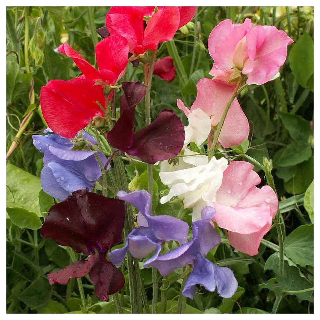 Everwilde Farms - 1 lb Early Multiflora Mixed Sweet Pea Garden Flower Seeds - Gold Vault Bulk Seed Packet