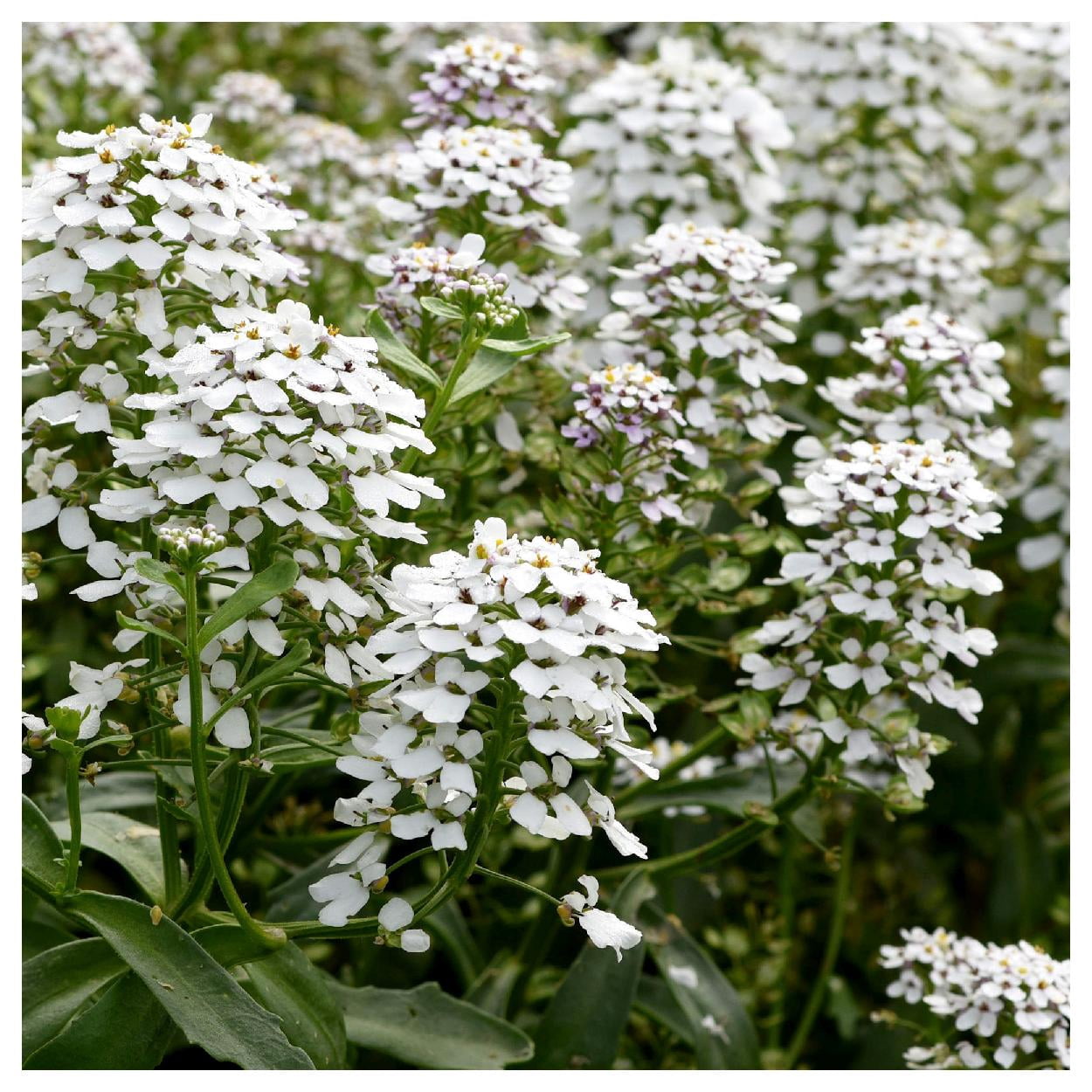 Everwilde Farms - 1 lb Empress Rocket Candytuft Garden Flower Seeds - Gold Vault Bulk Seed Packet