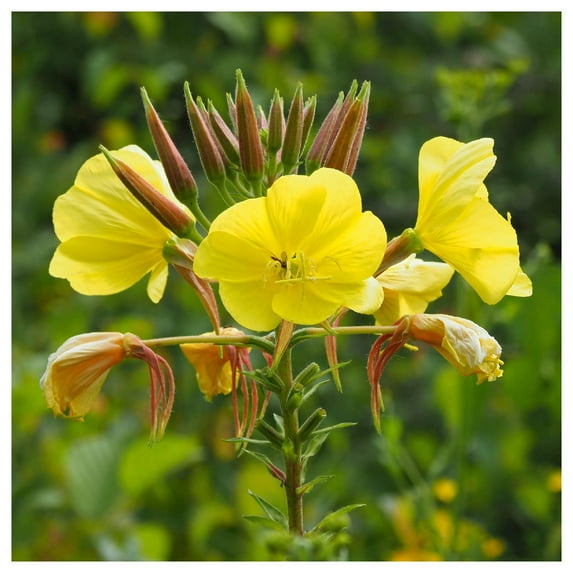 Everwilde Farms - 1 lb Evening Primrose Native Wildflower Seeds - Gold Vault Bulk Seed Packet