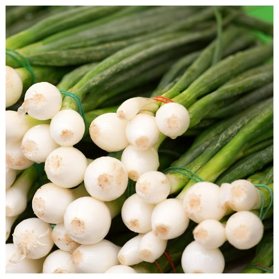 Everwilde Farms - 1 lb Evergreen White Bunching Onion Seeds - Gold Vault Bulk Seed Packet