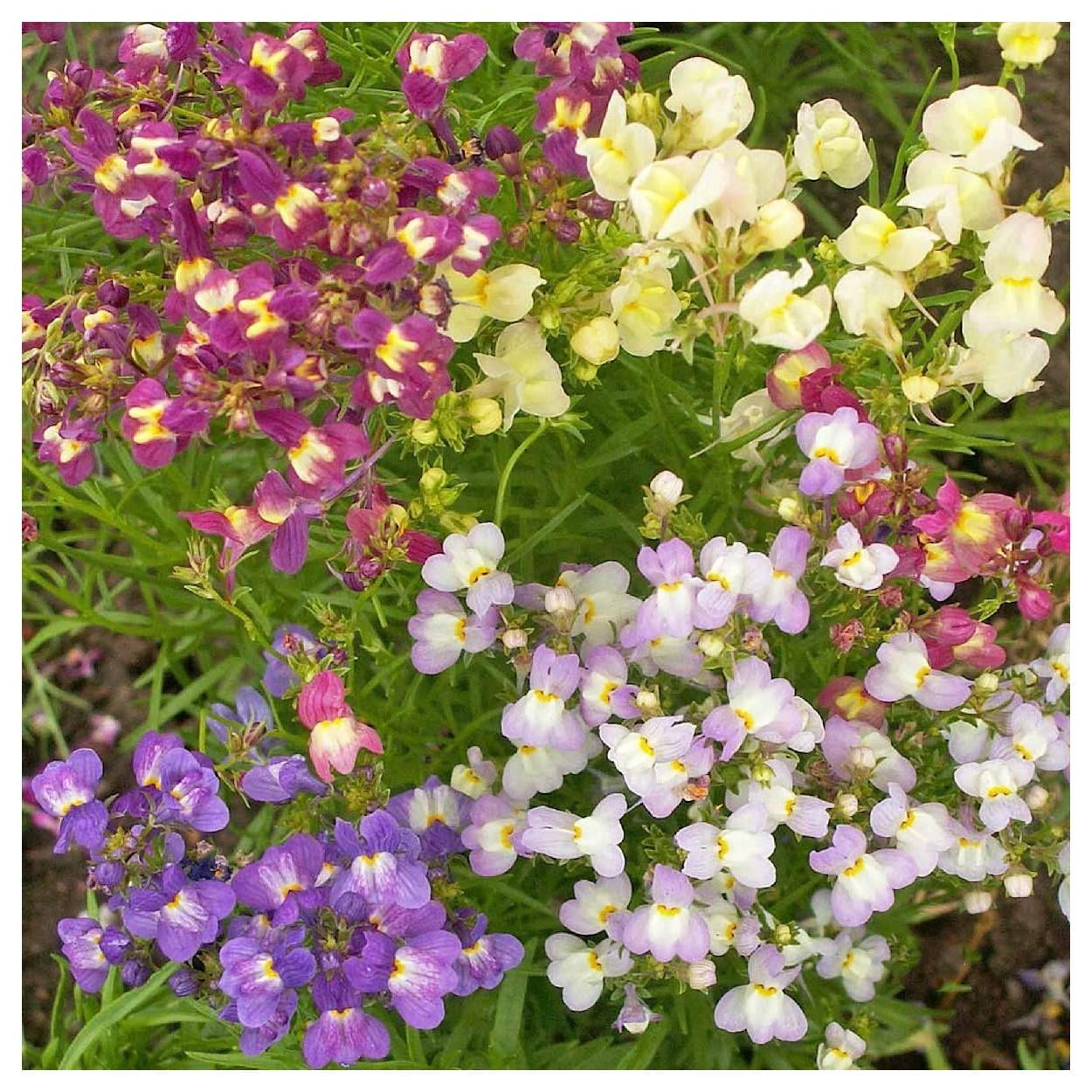 Everwilde Farms - 1 lb Fairy Bouquet Mixed Snapdragon Garden Flower Seeds - Gold Vault Bulk Seed Packet