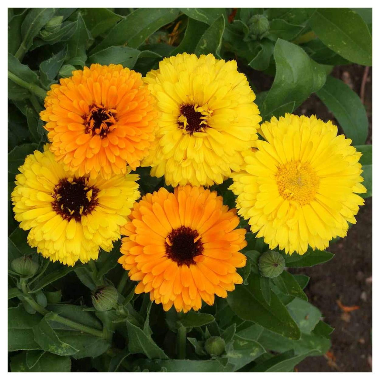 Everwilde Farms - 1 lb Fiesta Gitana Mixed Calendula Garden Flower Seeds - Gold Vault Bulk Seed Packet