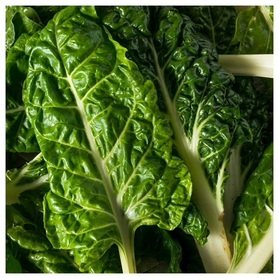 Everwilde Farms - 1 lb Fordhook Swiss Chard Seeds - Gold Vault Bulk Seed Packet