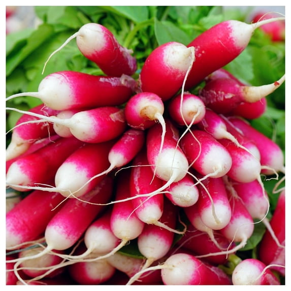 Everwilde Farms - 1 lb French Breakfast Radish Seeds - Gold Vault Bulk Seed Packet
