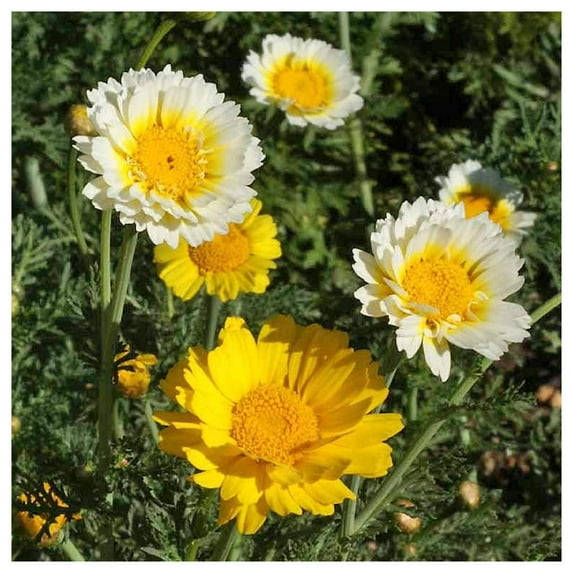 Everwilde Farms - 1 lb Garland Daisy Garden Flower Seeds - Gold Vault Bulk Seed Packet