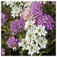 thumbnail image 1 of Everwilde Farms - 1 lb Globe Annual Candytuft Garden Flower Seeds - Gold Vault Bulk Seed Packet, 1 of 3