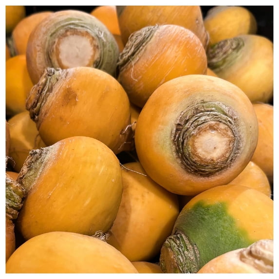 Everwilde Farms - 1 lb Golden Globe Turnip Seeds - Gold Vault Bulk Seed Packet
