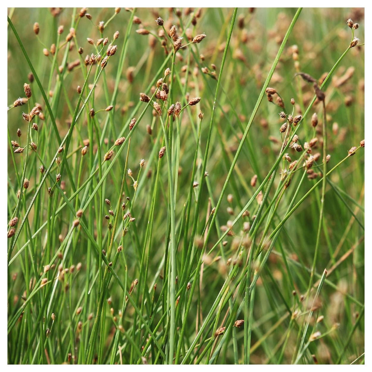 Everwilde Farms - 1 lb Great Bulrush Native Grass Seeds - Gold Vault Bulk Seed Packet