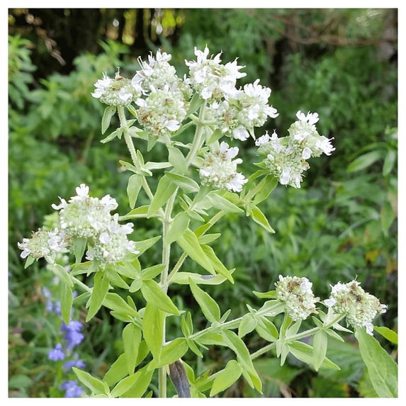 Everwilde Farms - 1 lb Hairy Mountain Mint Native Wildflower Seeds - Gold Vault Bulk Seed Packet