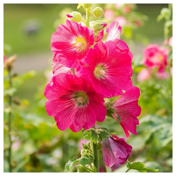 Everwilde Farms - 1 lb Hollyhock Garden Flower Seeds - Gold Vault Bulk Seed Packet